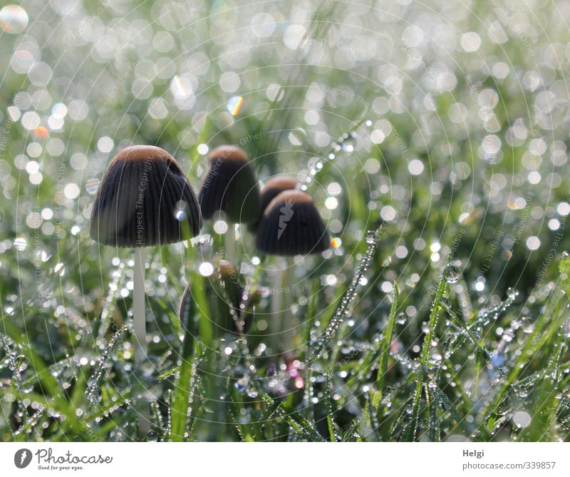 Untermieter | ...im Zierrasen Umwelt Natur Pflanze Wassertropfen Herbst Gras Grünpflanze Pilz Garten glänzend stehen Wachstum ästhetisch außergewöhnlich schön