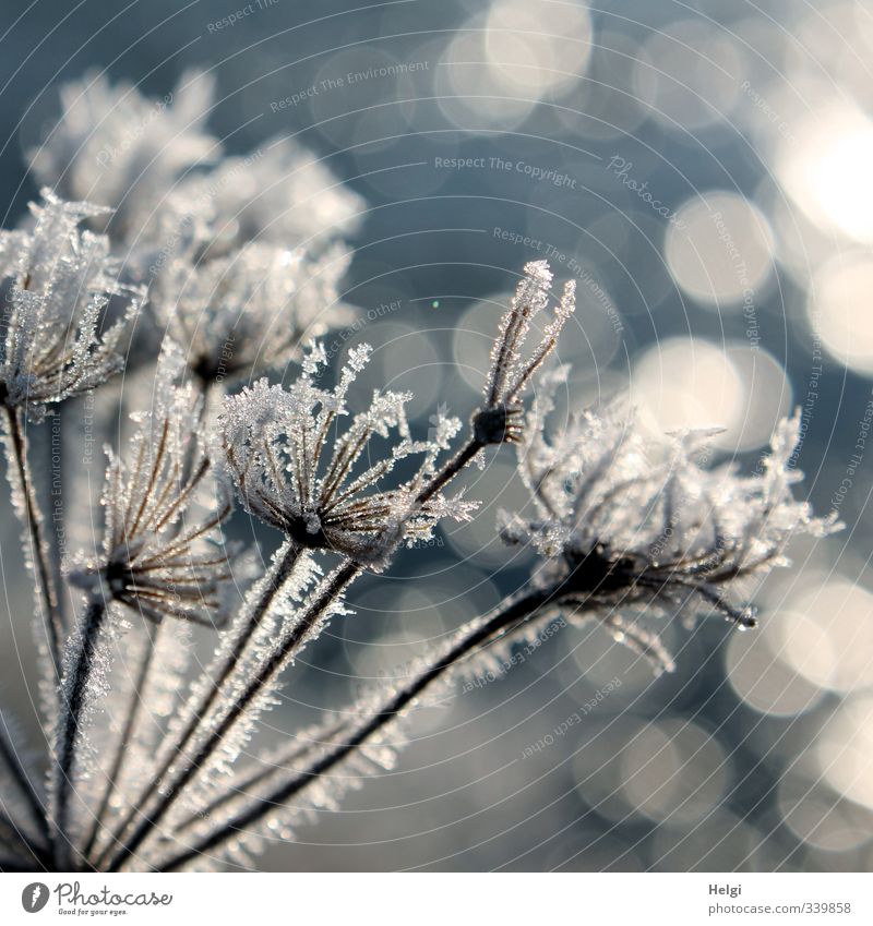 das wär doch nicht nötig gewesen... Umwelt Natur Pflanze Winter Eis Frost Seeufer frieren leuchten stehen dehydrieren ästhetisch außergewöhnlich schön kalt