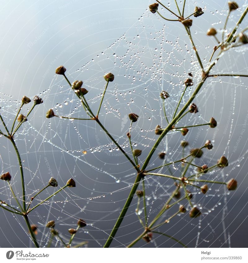 Ick gloob ick spinne...| ...ein Netzwerk Umwelt Natur Wassertropfen Herbst Pflanze Wildpflanze Feld glänzend ästhetisch authentisch einzigartig natürlich blau