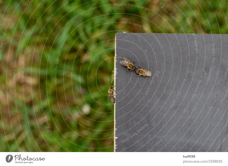 drei Bienen auf einem Bienenstock Insekt Imker Honigbiene Tier Imkerei Bienenkorb Kolonie Bienenzucht Arbeit & Erwerbstätigkeit Lebensmittel Bauernhof natürlich