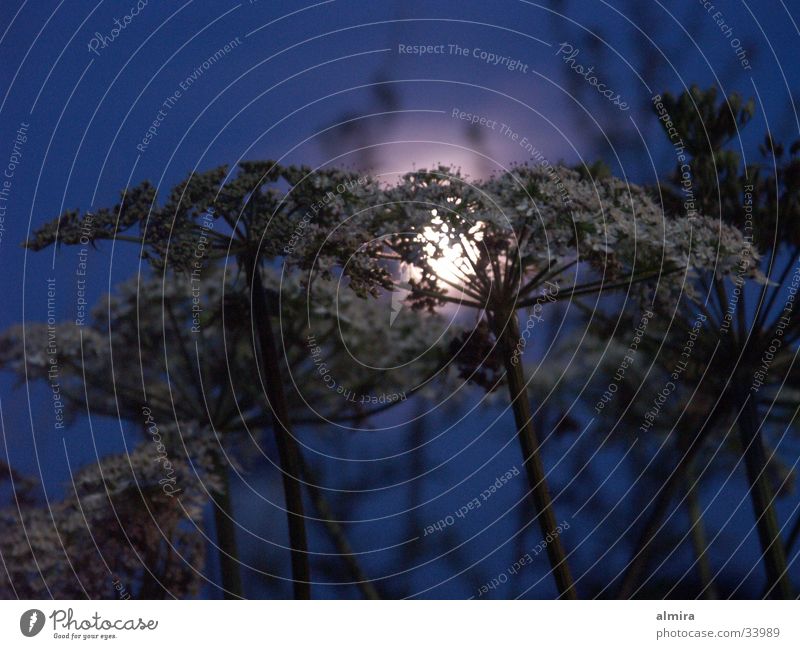 Sommernacht Nacht Vollmond Blume Licht geheimnisvoll ruhig glänzend dunkel träumen blau Schatten Lichterscheinung Frieden Lampe