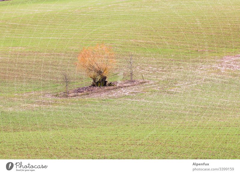 einsame Insel Feld Ackerland Ackerbau Natur Landschaft grün Landwirtschaft ländlich Außenaufnahme Wiese Baum Umwelt Menschenleer Wachstum Farbfoto Gras