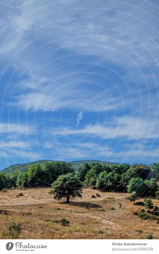 Hoher Sommerhimmel über sardischer Landschaft Sardinien Himmel Schleierwolken Wald Baum trocken Sommerhitze Wassermangel Weide ausgetrocknet vertrocknet