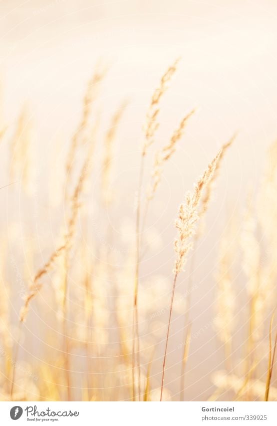 Gold Umwelt Natur Pflanze Sommer Schönes Wetter See Wärme gelb gold Schilfrohr Gras natürlich goldgelb Farbfoto Außenaufnahme Tag Licht Sonnenlicht