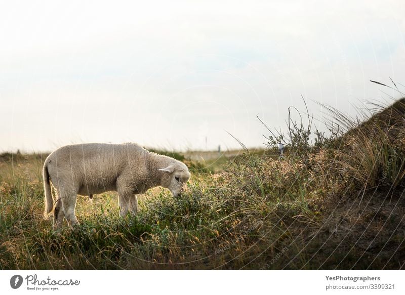 Lämmer grasen im Morgenlicht auf der Insel Sylt Deutschland Schleswig-Holstein Tiere Babyschafe Landschaft niedlich heimisch Europa Bauernhof füttern