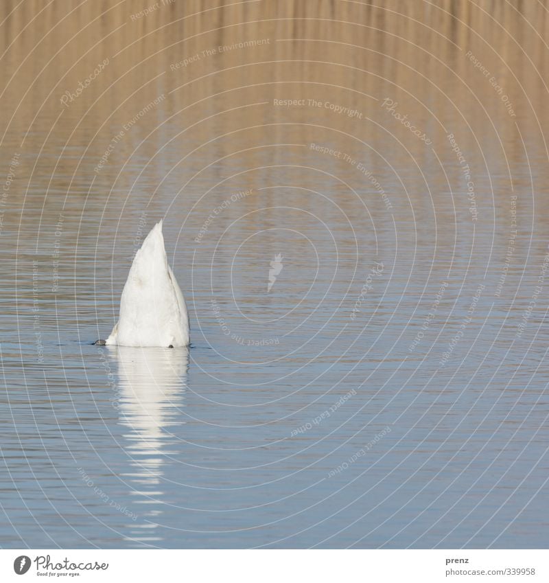 Schwan Umwelt Natur Tier Wasser Seeufer blau weiß Reflexion & Spiegelung Farbfoto Außenaufnahme Textfreiraum unten Tag Starke Tiefenschärfe Zentralperspektive