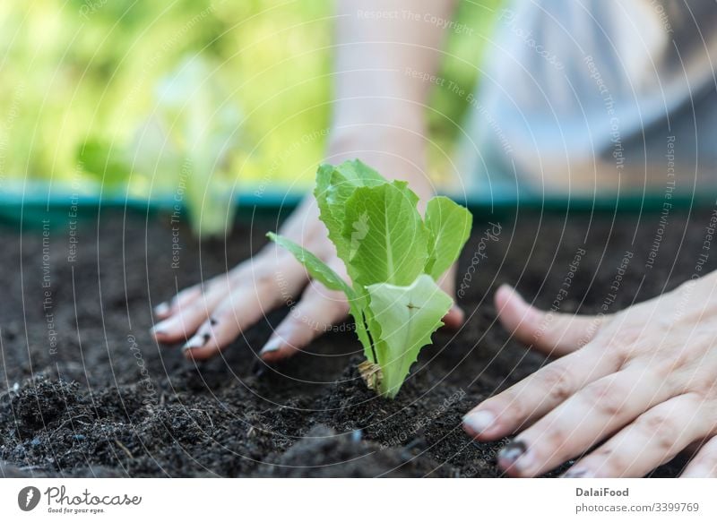 Frau pflanzt Kopfsalat im Hausgarten Ackerbau Appartement Hintergrund Balkon cooler Hintergrund Kopierbereiche kultivieren Bodenbearbeitung Umwelt Bauernhof