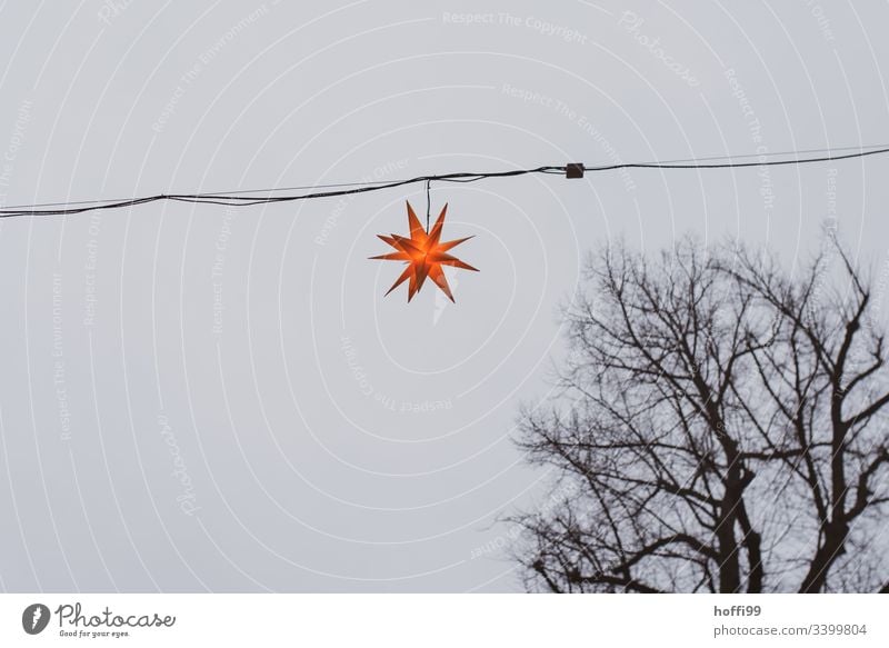 Leuchtender Weihnachtsstern vor kahlem Baum und Nebel Weihnachtsmarkt besinnlich Tradition Lampe Feste & Feiern orange Farbe Dekoration & Verzierung