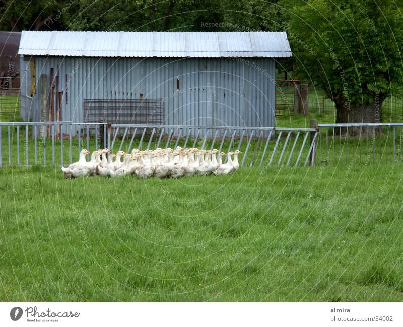 gänserudel Gans Bauernhof Frühling Gesellschaft (Soziologie) Zusammenhalt Krach Federvieh Vogel Glück Bewegung Tierhaltung