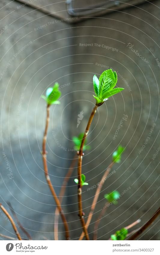 Knospe blüte knospe Frühling Pflanze grün Außenaufnahme Natur Nahaufnahme Garten Schwache Tiefenschärfe hinterhof innenhof ecke nische ast zweig frisch wachstum