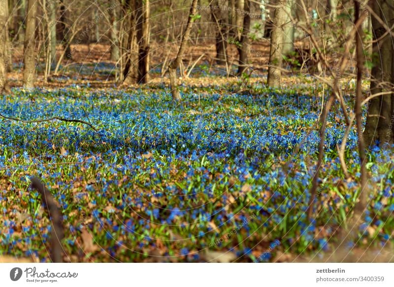 Frühblüher im Tiergarten außen baum berlin deutschland frühjahr frühling hauptstadt menschenleer mitte park stadtpark städtereise textfreiraum tiergarten