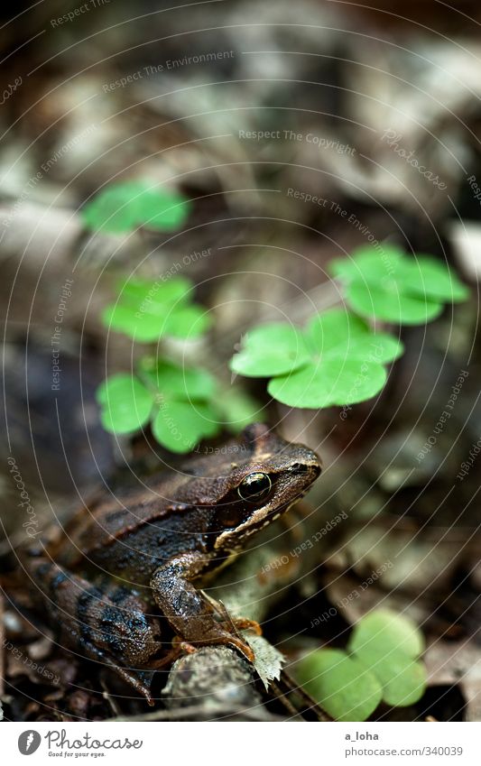 unten Umwelt Natur Pflanze Tier Urelemente Erde Frühling Blatt Klee Glücksklee Wald Wildtier Frosch 1 beobachten sitzen warten kalt nass braun grün Idylle