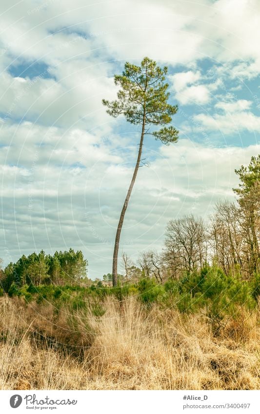 Kiefer Landschaft Natur Frankreich Verlassen Hintergrund Blauer Himmel Ast Konifere Tag Trockenwiese Umwelt Europa Wald Gras grün Hügel mediterran natürlich