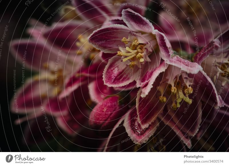 Blüten Nahaufnahme Detailaufnahme Außenaufnahme Wachstum Blühend Blume Sommer Pflanze Natur verträumt Macro gelb rot pink schwarz grün Farbfoto Menschenleer