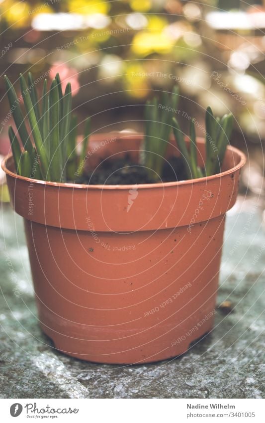 Der Frühling naht Pflanze Topfpflanze Grün Farbfoto Blume Außenaufnahme Schwache Tiefenschärfe Natur Garten Detailaufnahme Nahaufnahme Makroaufnahme Unschärfe