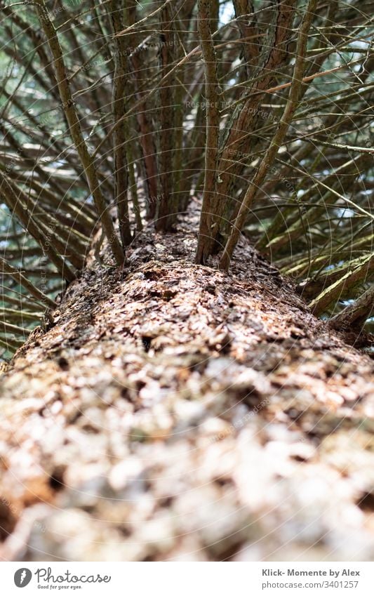 Baum von unten nach oben Baumstamm Wald Blick nach oben grün Tannennadeln Natur Zweige u. Äste Ast Pflanze Froschperspektive Farbfoto Textfreiraum unten