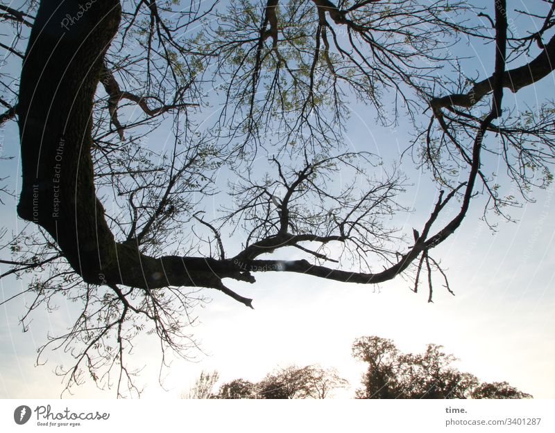 Baumkonzert ast wald baum zweig himmel skurril silhouette natur verschränkt rundlich vordergrund hintergrund