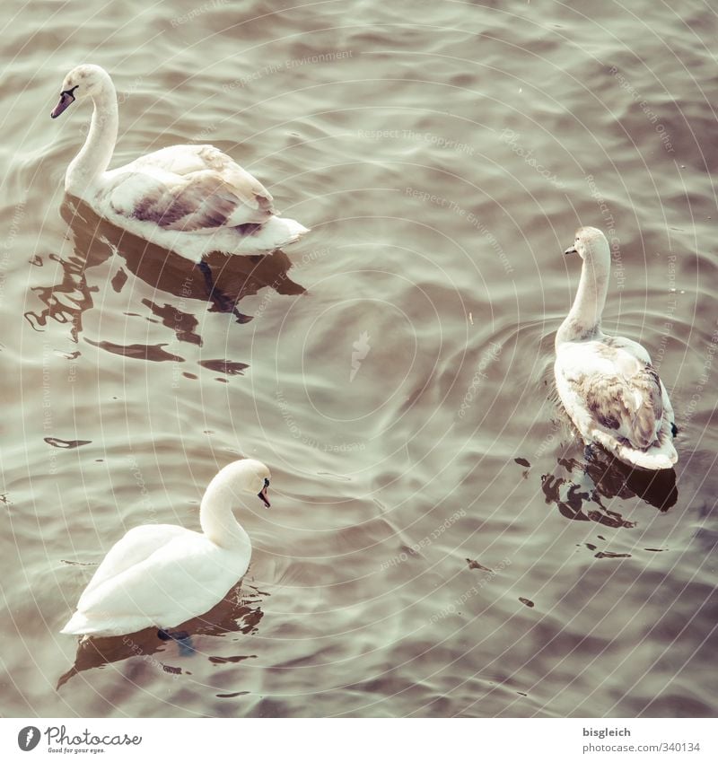 Schwäne Frühling See Vogel Schwan 3 Tier Tierjunges Tierfamilie Schwimmen & Baden braun grau Farbfoto Gedeckte Farben Außenaufnahme Menschenleer Tag