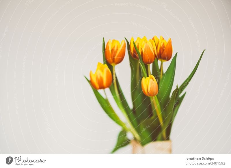 schöne Tulpen vor hellem Hintergrund als Geschenk zum Muttertag Blütezeit Blumenschmuck Schönheit und Schönheit Blumenstrauß Vor hellem Hintergrund Nahaufnahme