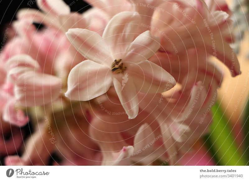 Hyazinthe rosa Schönes Wetter Nahaufnahme natürlich Natur Wachstum Blühend Lebensfreude Fröhlichkeit frisch Blume Blüte Freundlichkeit Pflanze Frühling schön