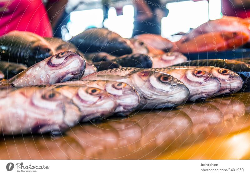 freitags gibts fisch! Kontrast Farbfoto Asien Ausflug Licht fantastisch exotisch außergewöhnlich Tourismus Ferien & Urlaub & Reisen Sarawak Ferne Freiheit