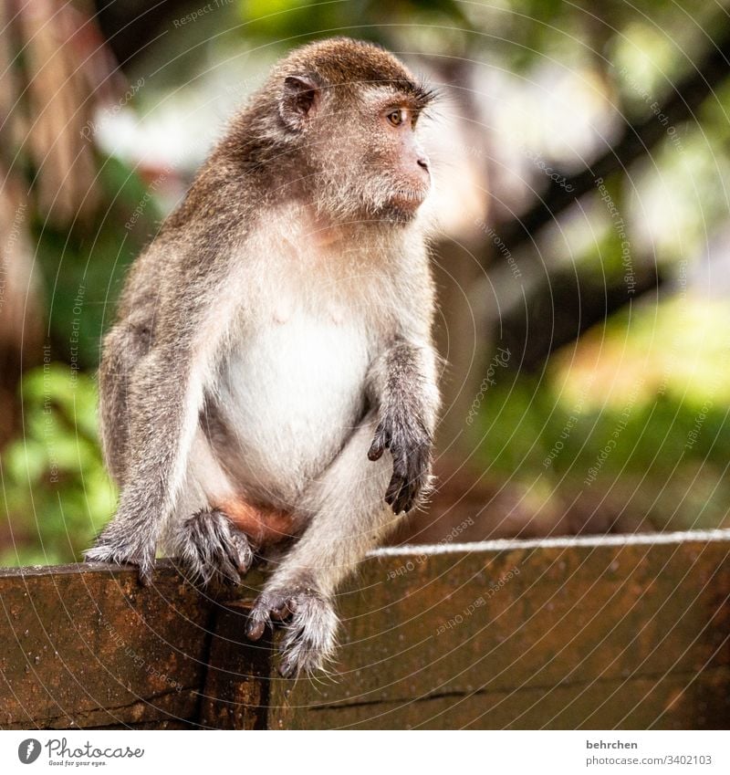 ich seh es... Tierporträt Unschärfe Sonnenlicht Kontrast Licht Tag Menschenleer Detailaufnahme Nahaufnahme Außenaufnahme Farbfoto Fernweh intensiv Tierschutz