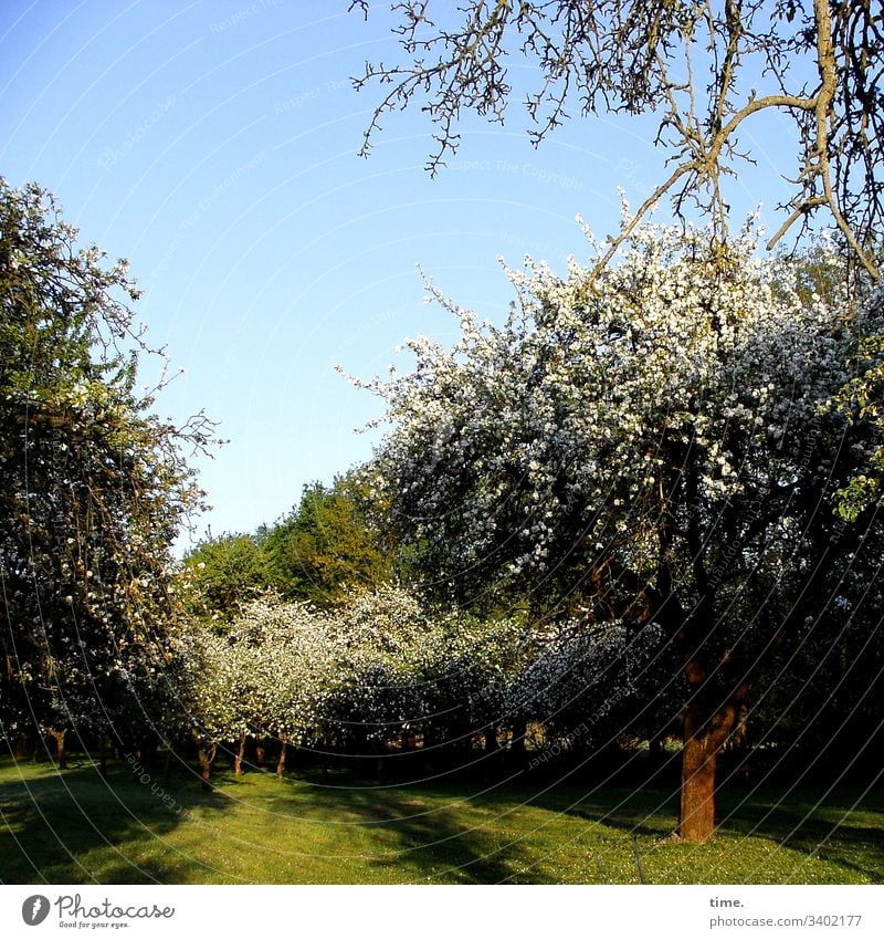 Obstgarten himmel sonnenlicht gras baum apfelbaum Apfelblüte baumreihe allee obstgarten heimelig landwirtschaft schatten dunkel dickicht wachsen gemeinschaft