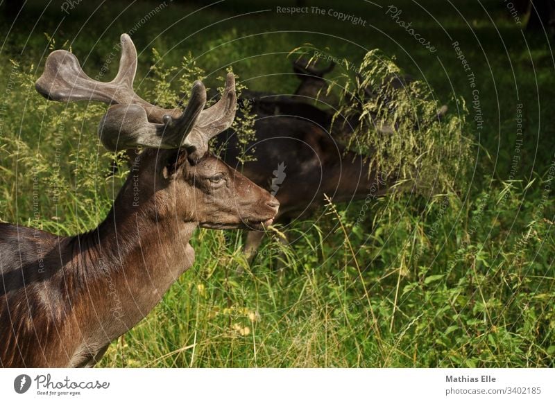 Junger Hirsch mit kleinem Geweih Brunft Herbst Hirsche Oberkörper Tierporträt Schatten Nahaufnahme jung Tierwelt Wiederkäuer beobachtend Säugetier Fauna Damwild