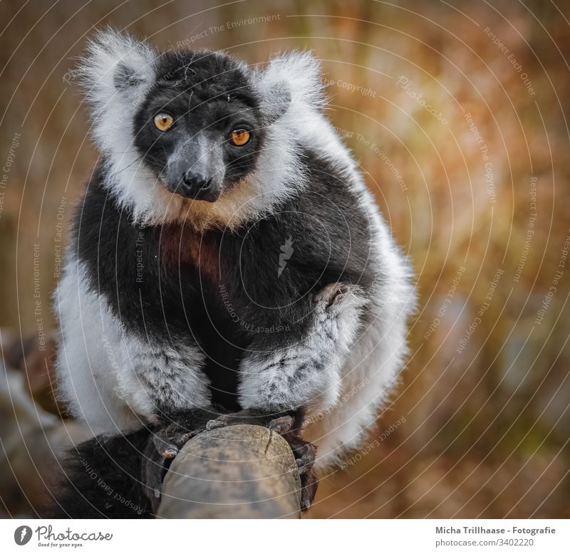 Vari mit verträumtem Blick Affen Halbaffen Tiergesicht Auge Ohren Nase Beine Pfoten sitzen Blickkontakt anschauen beobachten Natur Wildtier Exot Fell Sonne