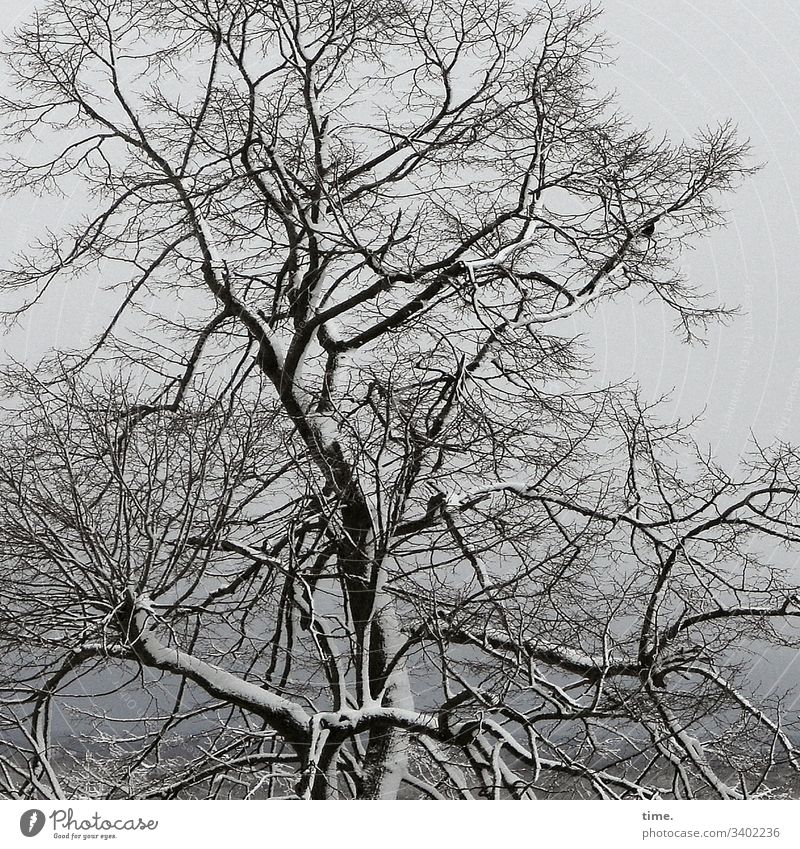 Frühjahrsstarre baum äste zweige baumstamm himmel komplex verwirrend leben kahl tod kühl hängen winter schnee frost kalt