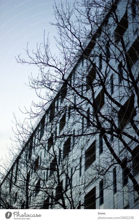 Winterschlaf ast baum zweig himmel skurril silhouette natur vordergrund hintergrund winter fassade haus blau bläulich kalt perpektive fenster