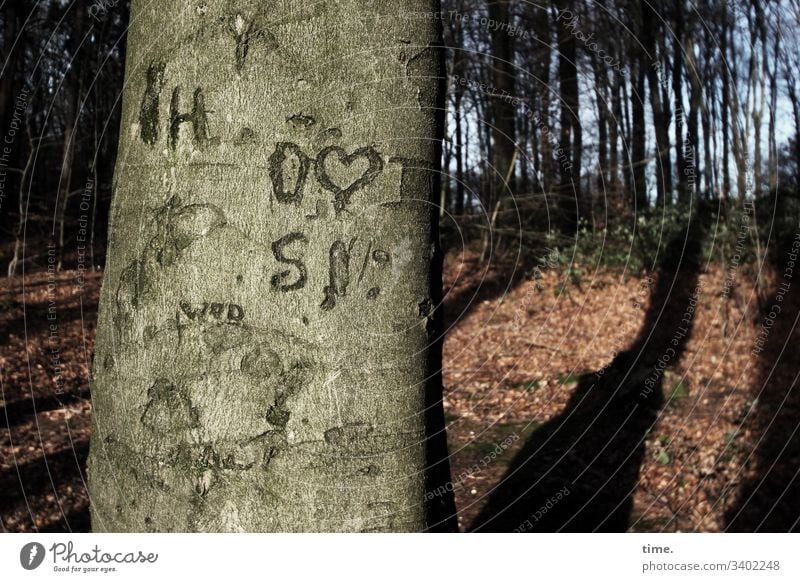 Baum & Botschaft baum rinde baumstamm markierung orientierung hinweis buche im wald gegensatz kommunikation vegetation urwüchsig rätsel farben unterwegs