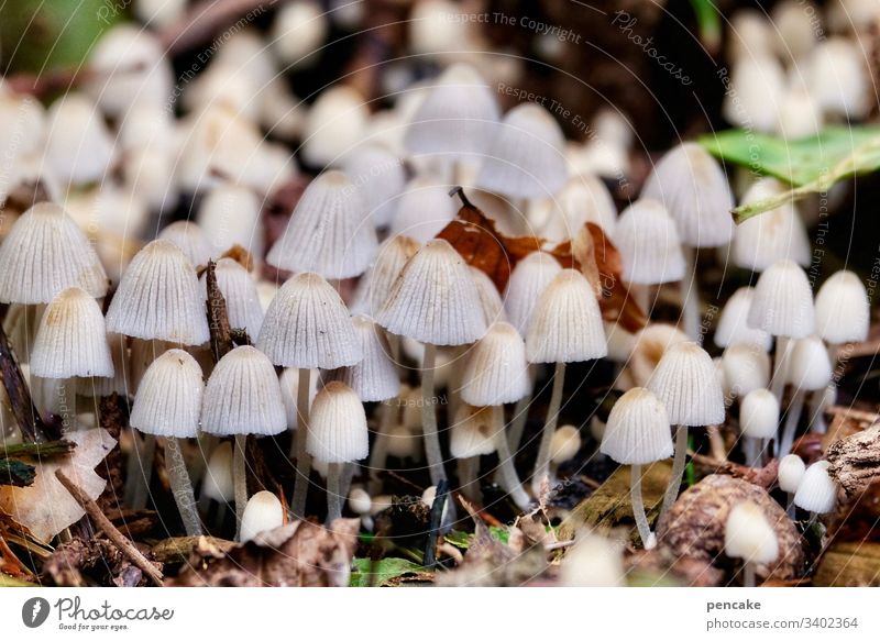 nur nicht drängeln, alle kommen dran | corona thoughts Pilze viele Menge Wald Massenveranstaltung Nähe klein Makroaufnahme Nahaufnahme Farbfoto Natur Herbst