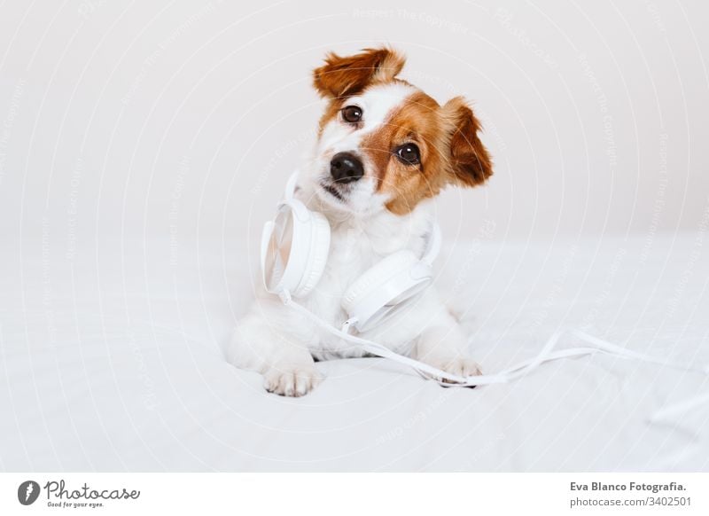 schöner jack russell hund liegt auf dem bett und hört musik über kopfhörer. zuhause, drinnen, musik und lebensstil hören Musik Headset im Innenbereich weiß