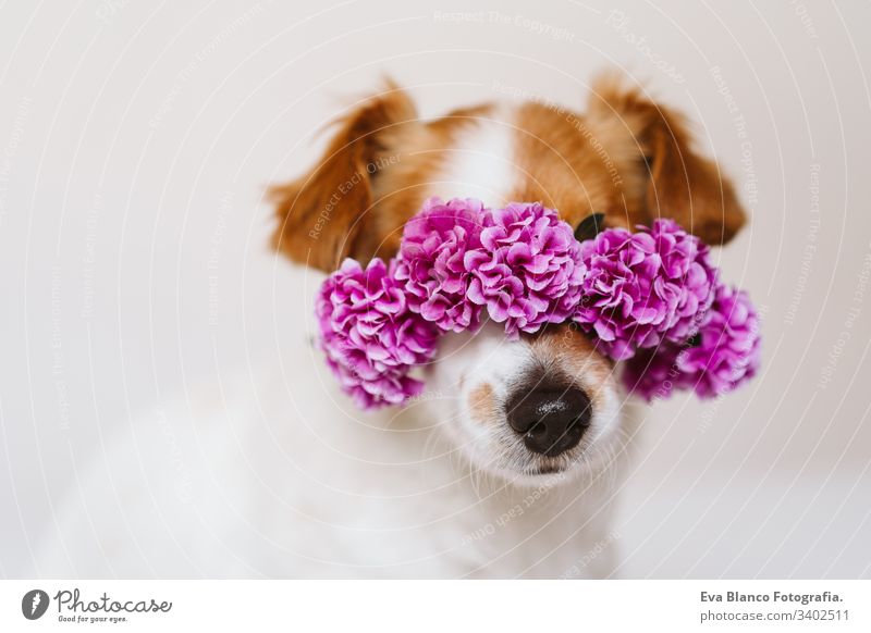 schöner Jack-Russell-Hund zu Hause, der einen lilafarbenen Blumenkranz trägt. Frühlings- und Lifestyle-Konzept tagsüber Porträt jack russell im Innenbereich