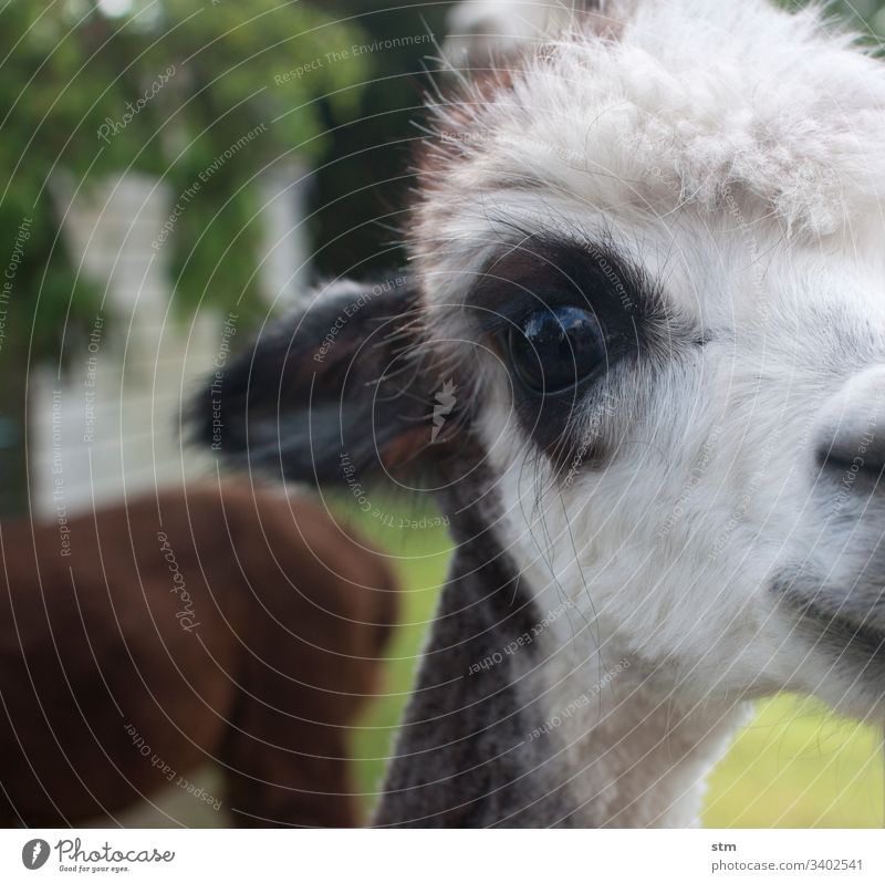 Alpaka-Liebe Detailaufnahme Auge weißhaarig Schwache Tiefenschärfe Nahaufnahme Tierporträt Tiergesicht Blick in die Kamera Farbfoto Neugier beobachten Fell