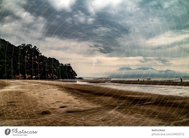 bako nationalpark | wundervolles fleckchen welt besonders Baum beeindruckend Natur Bako Nationalpark Wildnis Kontrast Borneo Außenaufnahme Licht Tag Farbfoto