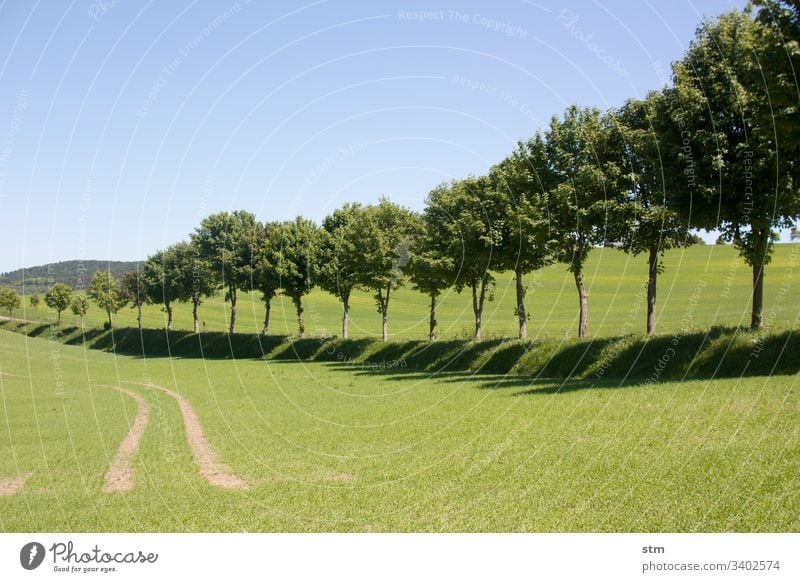 Mit Bäumen gesäumter Weg Straße allee reise Landleben sommertag wandern Fortbewegung bäume baumreihe Landschaft Kultiviert Kulturlandschaft grün Allee Baum