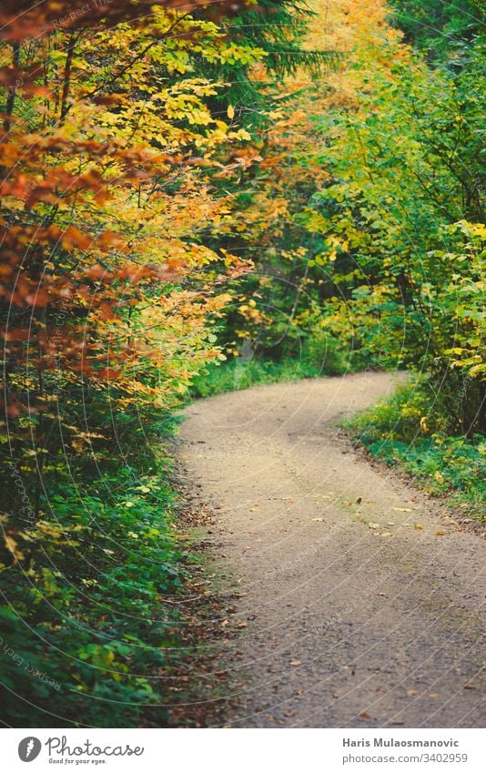 Wunderschöner, farbenfroher Pfad im Wald Umwelt reisen Frühling Sonne Herbst Hintergrund Tag fallen Laubwerk Gras grün Landschaft Blatt natürlich Natur