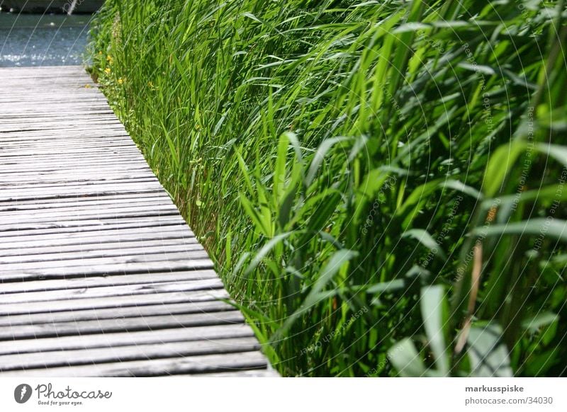 Steg Gras Schliff Holz See Meer grün Küste Wasser Sand brau blau