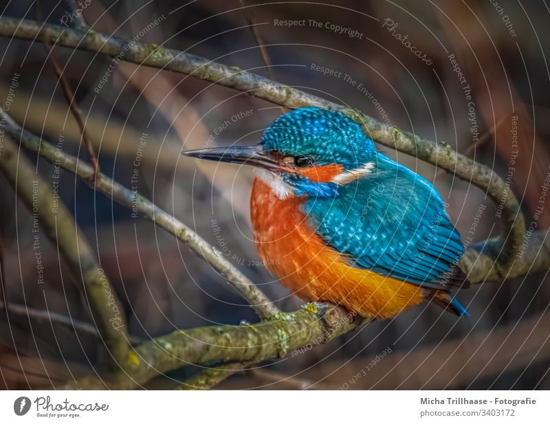 Eisvogel am Flussufer Tierporträt Vogel Natur Wildtier Flügel Gefieder Federn Schnabel Auge Makroaufnahme Zweige u. Äste Detailaufnahme Sonnenstrahlen