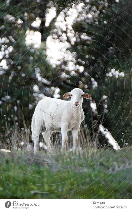 Schönes kleines Lamm, das von einer grünen Wiese in die Kamera schaut. Kopiere Raum oben. wenig Schaf lieblich Baby wild niedlich schön hübsch neugeboren Gras