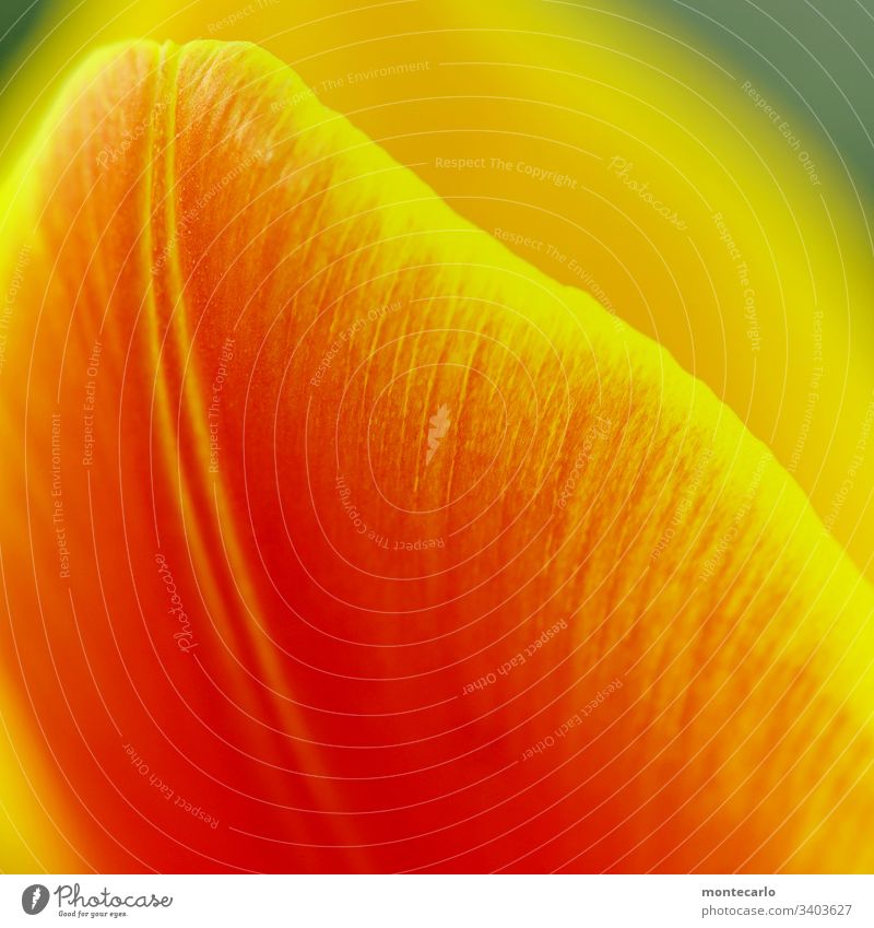 Nahaufnahme Gelb Rotes Blatt Farbfoto Frühling Pflanze Blume Tulpenblüte Natur Außenaufnahme rot gelb mehrfarbig Detailaufnahme Farbe Farbverlauf