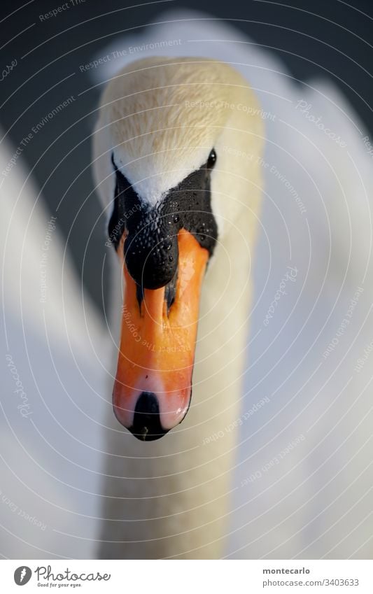 Junger Schwan der neugierig auf mich zuschwimmt Tier frei authentisch Menschenleer Blick Außenaufnahme Im Wasser treiben Vogel Natur Farbfoto