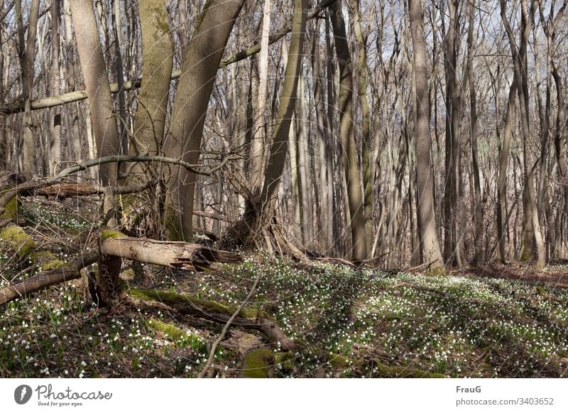 Frühlingserwachen- Wald mit Märzenbechern urwüchsig Märzenbecherwald Frühlingsknotenblume viele Natur Moos Licht & Schatten Blume Pflanze