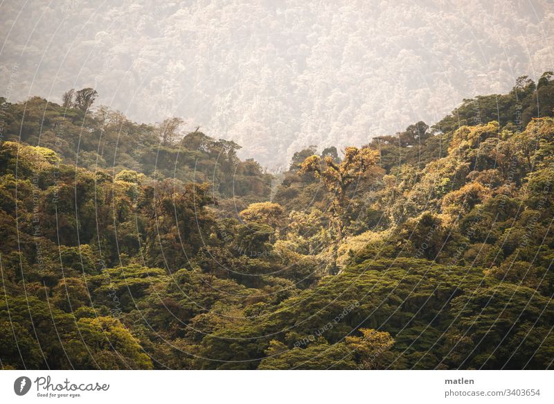 Regenwald Nebel Baum Sonnenschein Grün Braun Grau Horizont Monteverde NP Klima Klimawandel