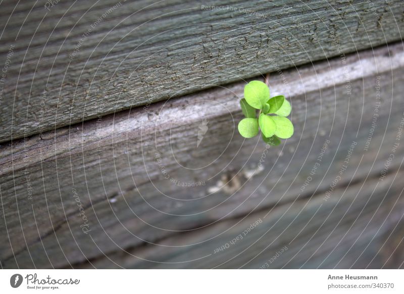 Durchbruch Garten Umwelt Natur Pflanze Frühling Sommer Blume Blatt Grünpflanze Wildpflanze Mauer Wand Holz kämpfen Wachstum Erfolg rebellisch stark grau grün