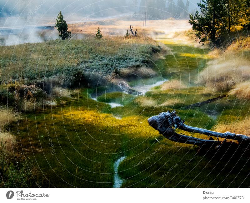 Natur pur Landschaft Pflanze Wasser Sonnenaufgang Sonnenuntergang Sonnenlicht Sommer Schönes Wetter Nebel Baum Gras Moos Grünpflanze Wildpflanze Park Wald