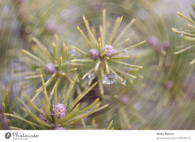 Nadelbaum mit Regentropfen Baum Tannennadel Nahaufnahme Detailaufnahme Makroaufnahme Außenaufnahme Nadelbäumchen Natur grün