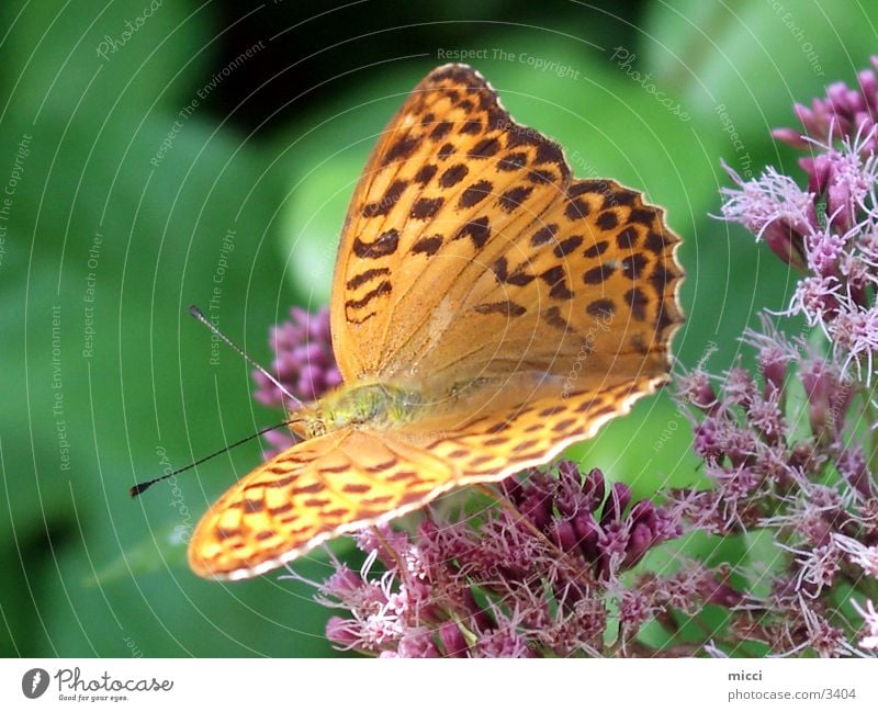 Schmetterling gelb Insekt Verkehr gelber Schmetterling Flügel Natur Pflanze